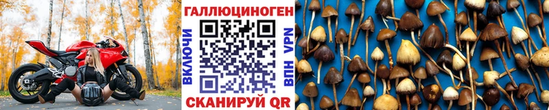 где продают   Челябинск  Галлюциногенные грибы GOLDEN TEACHER 